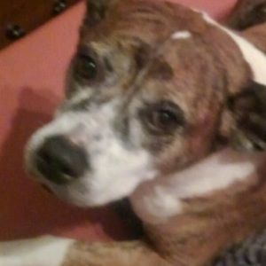 Meet your Posher, Star